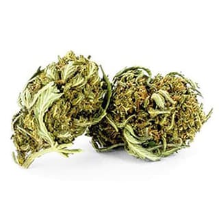 Swiss CBD Wholesale, legal cannabis light, Europe delivery, premium weed Big Cherry