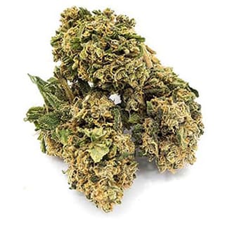 Swiss CBD Wholesale, legal cannabis light, Europe delivery, premium weed Charlotte web