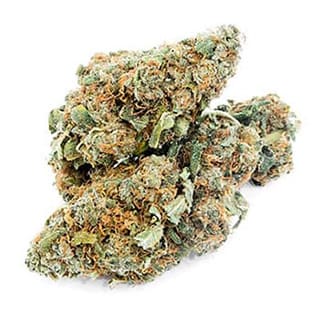 Swiss CBD Wholesale, legal cannabis light, Europe delivery, premium weed Orange Bud