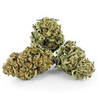 Swiss CBD Wholesale, legal cannabis light, Europe delivery, premium weed WOODSTOCK 69
